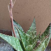 Pianta aloe vera