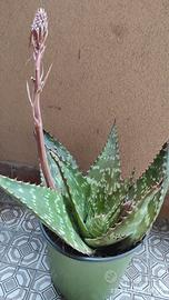 Pianta aloe vera