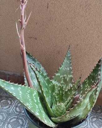 Pianta aloe vera