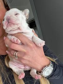 Bulldog francese