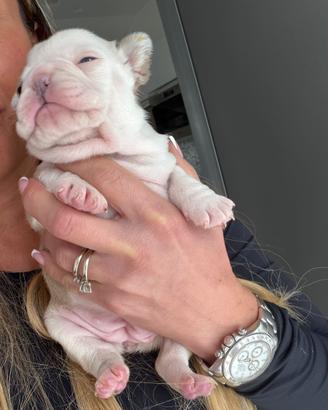 Bulldog francese