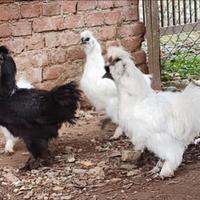 Galline galli moroseta