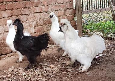 Galline galli moroseta