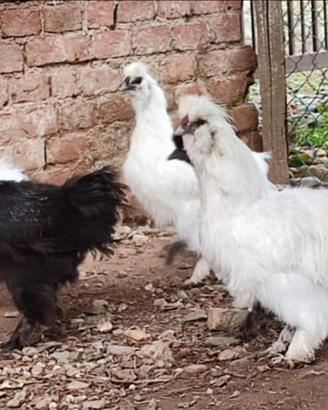 Gallo moroseta