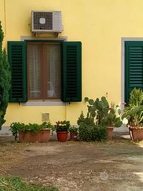 piante grasse vasi grandi e piu piccoli 