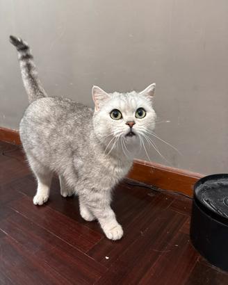 Gatta Scottish straight