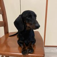 Bassotto kaninkeen per accoppiamento