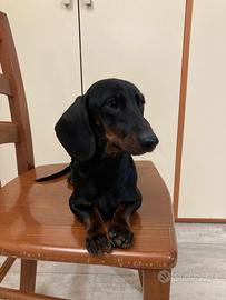 Bassotto kaninkeen per accoppiamento