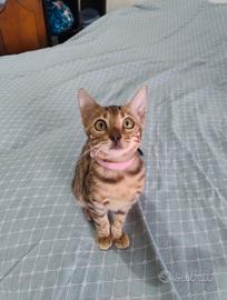 Cuccioli gatto bengala con pedigree