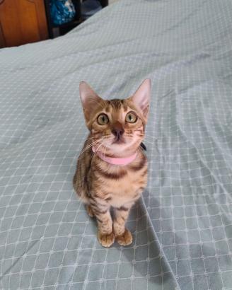 Cuccioli gatto bengala con pedigree