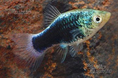 Platy selezionati tuxedo blu neon, pesci acquario