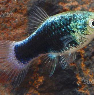 Platy selezionati tuxedo blu neon, pesci acquario