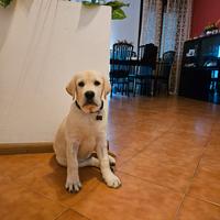 Cucciolo labrador