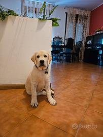 Cucciolo labrador