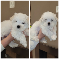 Maltesi con pedigree