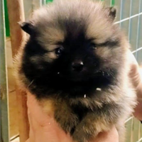 Spitz Pomerania