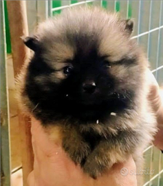 Spitz Pomerania