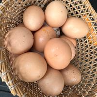 Uova per incubatrice