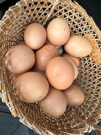 Uova per incubatrice