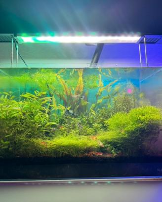 Acquario Blau Aquascaping - pronto all’uso