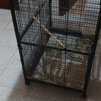 Voliera e inseparabile