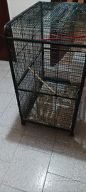 Voliera e inseparabile