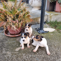 Vendo Bellissimi Jack Russel