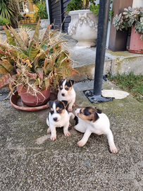 Vendo Bellissimi Jack Russel