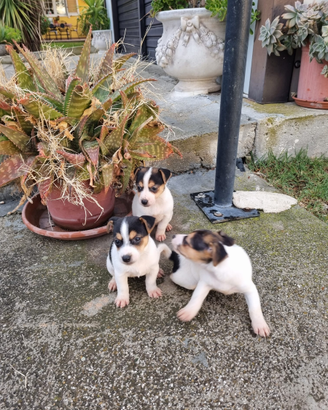Jack Russell