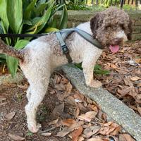 Lagotto Romagnolo