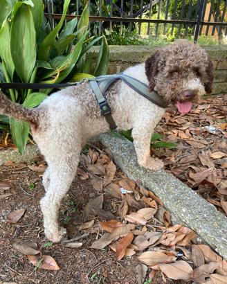Lagotto Romagnolo