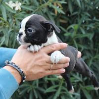 Boston terrier