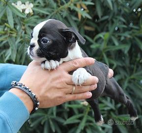 Boston terrier