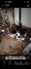 Galline ornamentali