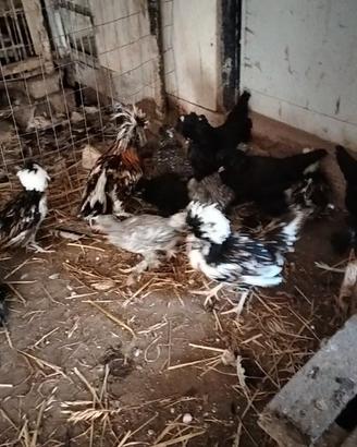 Galline ornamentali