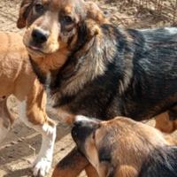 Cucciolo in adozione