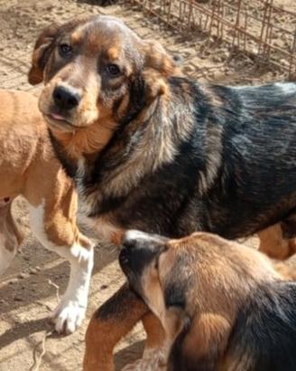 Cucciolo in adozione