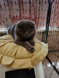 Monta Gatto British schottish fold