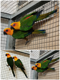 Pappagalli coppia conuri jandaya