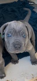 Cane corso grigio chiaro taglia grande