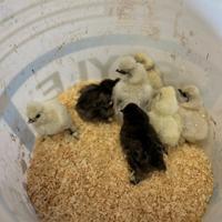 PULCINI gallina moroseta