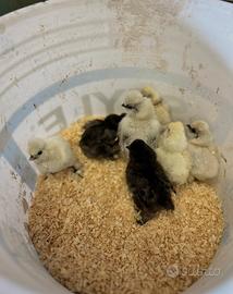 PULCINI gallina moroseta