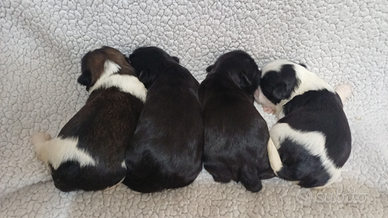 Cuccioli shih-tzu shitzu shihtzu