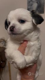 Cuccioli di Chihuahua a pelo lungo