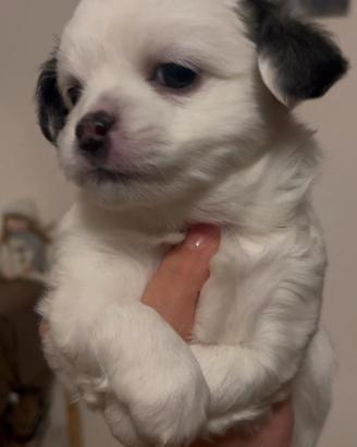 Cuccioli di Chihuahua a pelo lungo