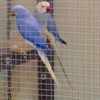 Parrocchetti dal collare