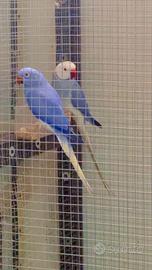 Parrocchetti dal collare