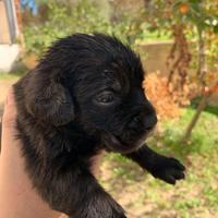 Cuccioli di cane corso neri originali