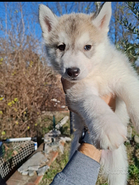 Cucciola Husky con pedigree
