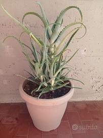 pianta Aloe